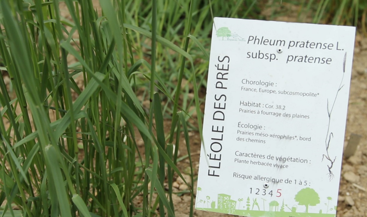 Le pollinarium permet aux personnes allergiques d'adapter leur traitement ©GRAINE Aquitaine