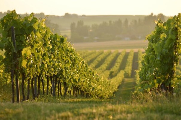 100% des viticulteurs devraient être certifiés CEC en 2028