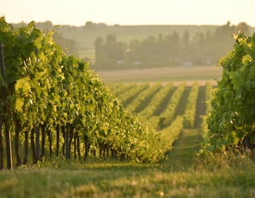 100% des viticulteurs devraient être certifiés CEC en 2028