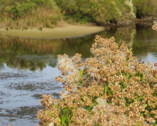 Des plantes familières, comme les baccharis, le séneçon en arbre, sont allergisantes © Bernrd Blanc
