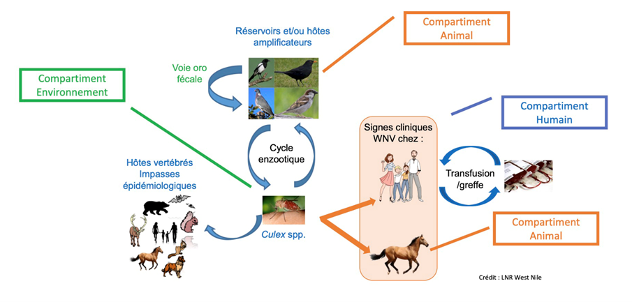 Un réseau de partenaires locaux, associant des partenaires régionaux et nationaux, a entrepris de produire de manière coordonnée des données scientifiques dans les secteurs humains, vétérinaire et entomologique