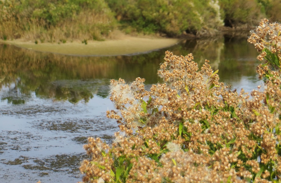 Des plantes familières, comme les baccharis, le séneçon en arbre, sont allergisantes © Bernrd Blanc