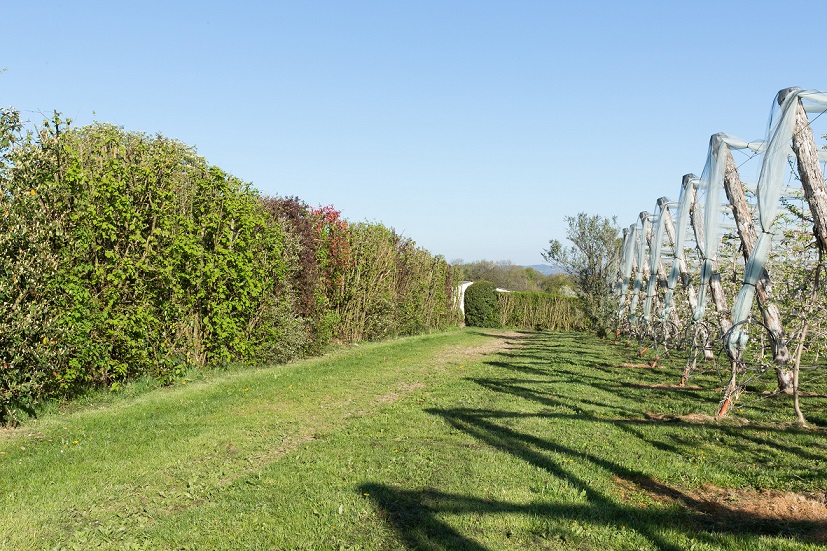 27 km de haies ont été plantés © DDT19