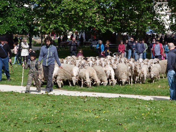 Transhumance urbaine réalisée en 2019 © Blanquefort