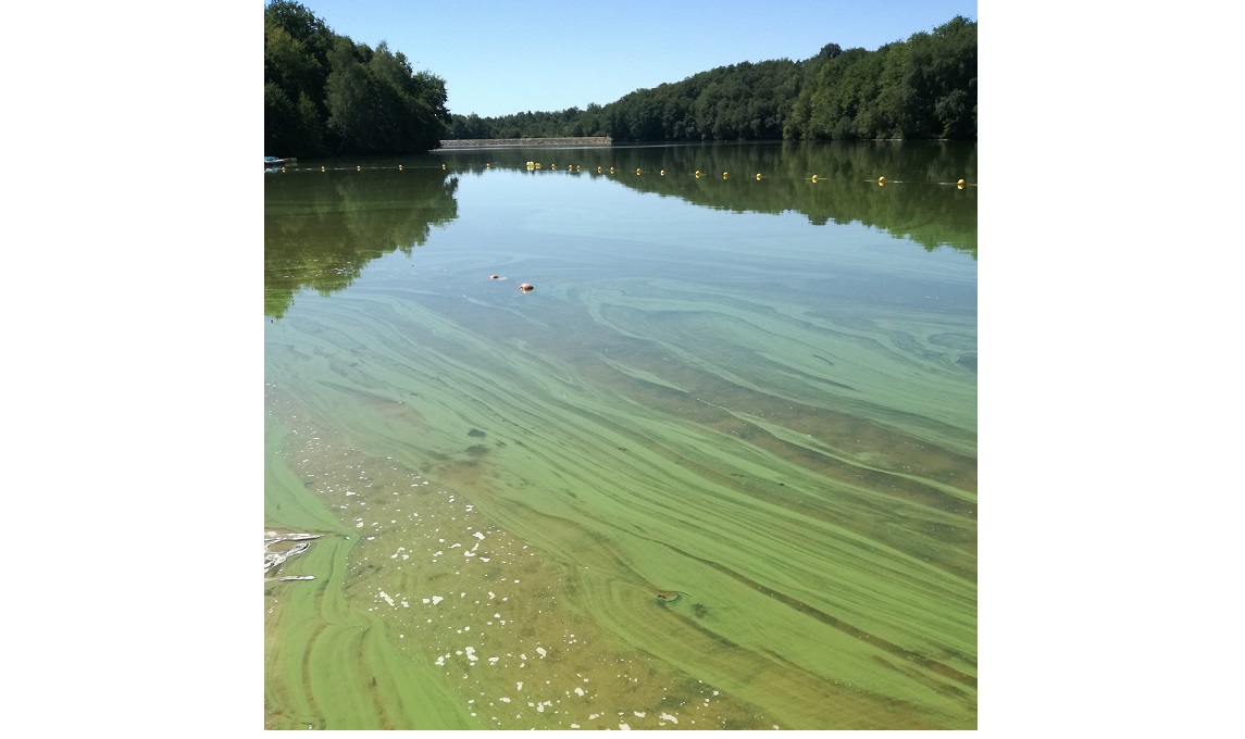 Les cyanobactéries peuvent proliférer de manière massive et rapide © EPIDOR