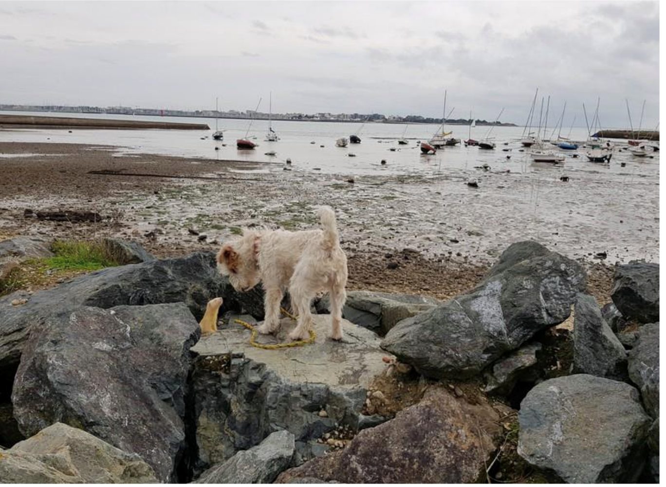 Les chiens terriers reniflent et pistent le rat. Ensuite, c’est au tour du furet d’intervenir. @ Ville de La Rochelle