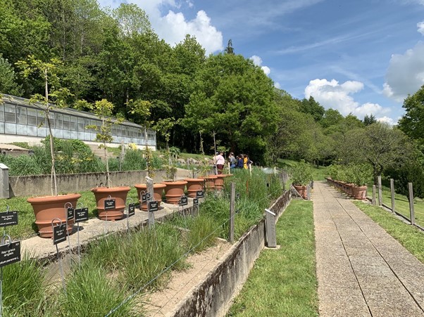 le Pollinarium Sentinelle de Sainte-Feyre compte 7 espèces d’arbres et arbustes et 7 espèces de plantes herbacées