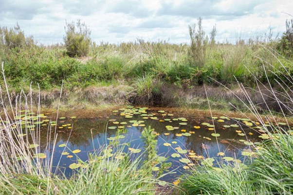 La Réserve Naturelle du Pinail dans la Vienne est reconnue “Zone humide d’importance internationale” © Vivant le média / Hildegard Leloué